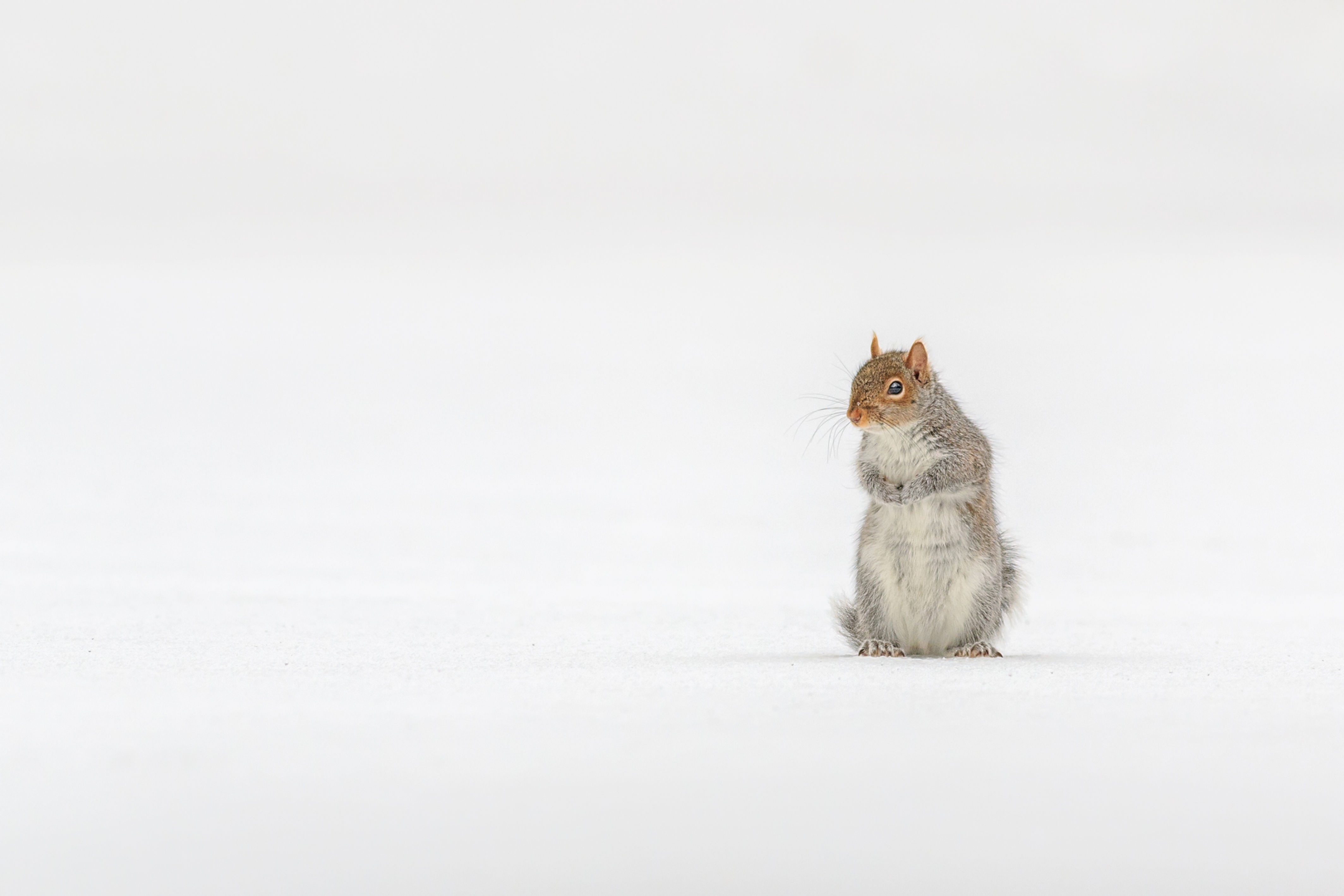 Grey Squirrel on Ice