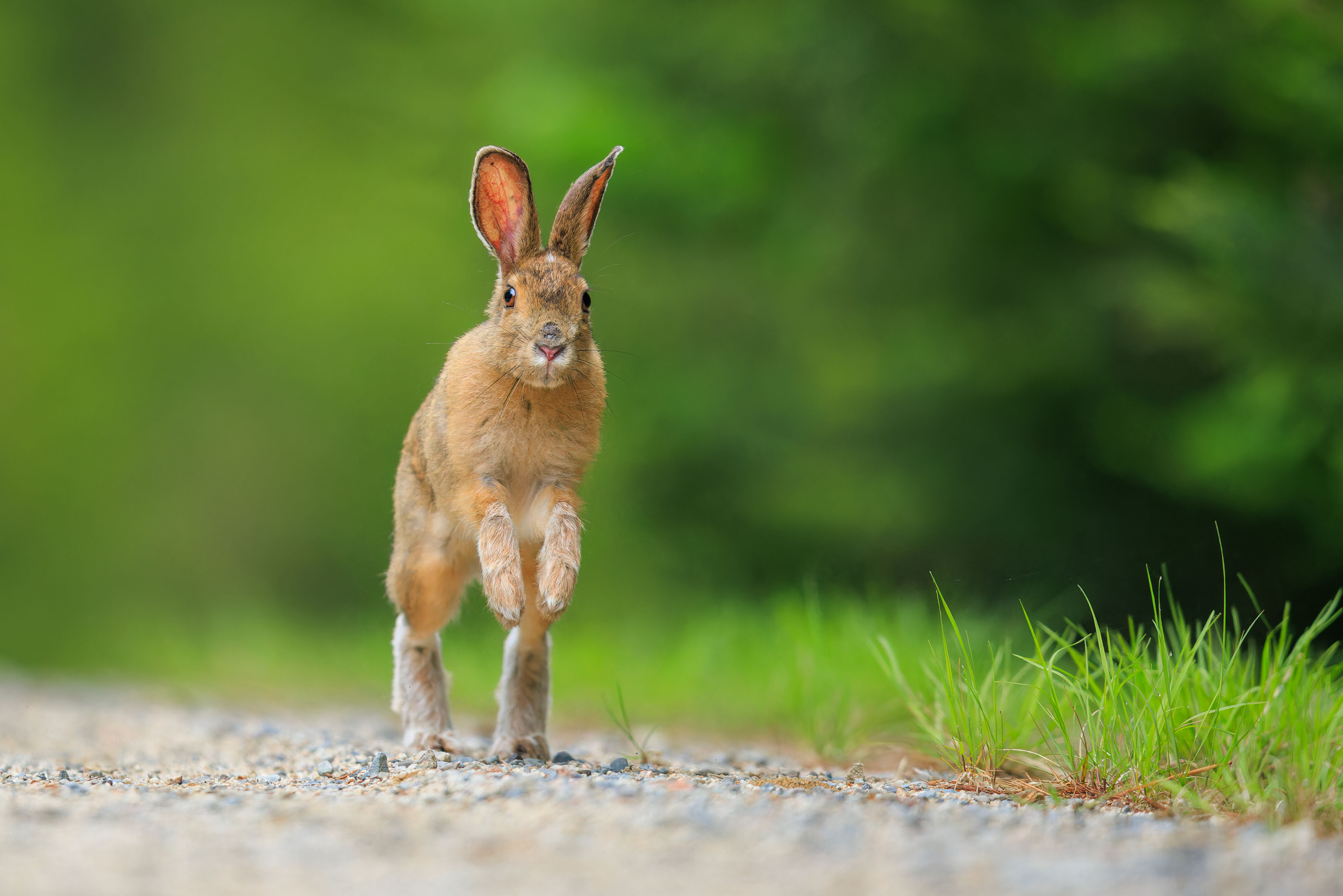 Snowshoe Hare Hop