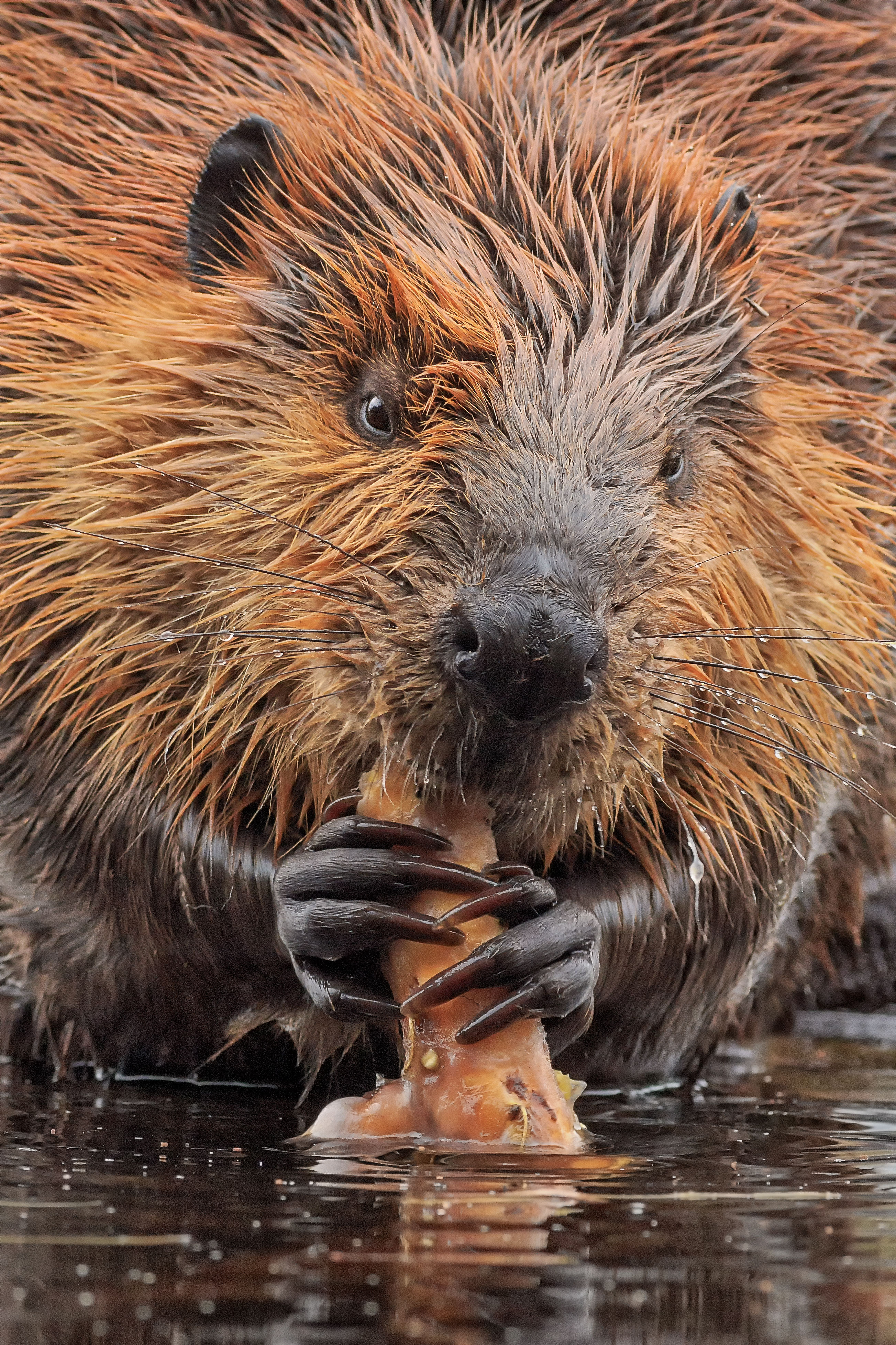 Beaver Eating Close-Up