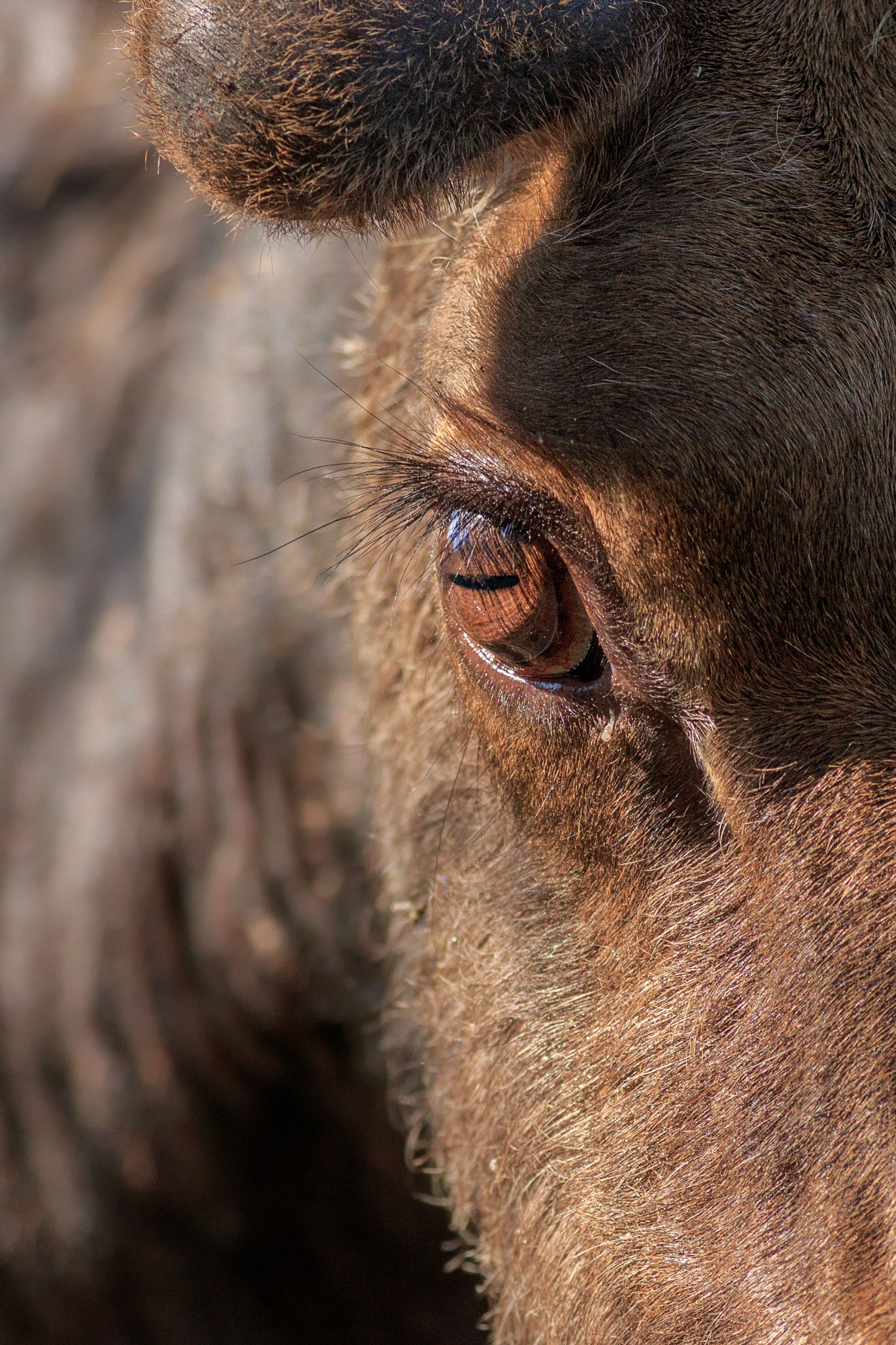 Moose Eye Close-Up