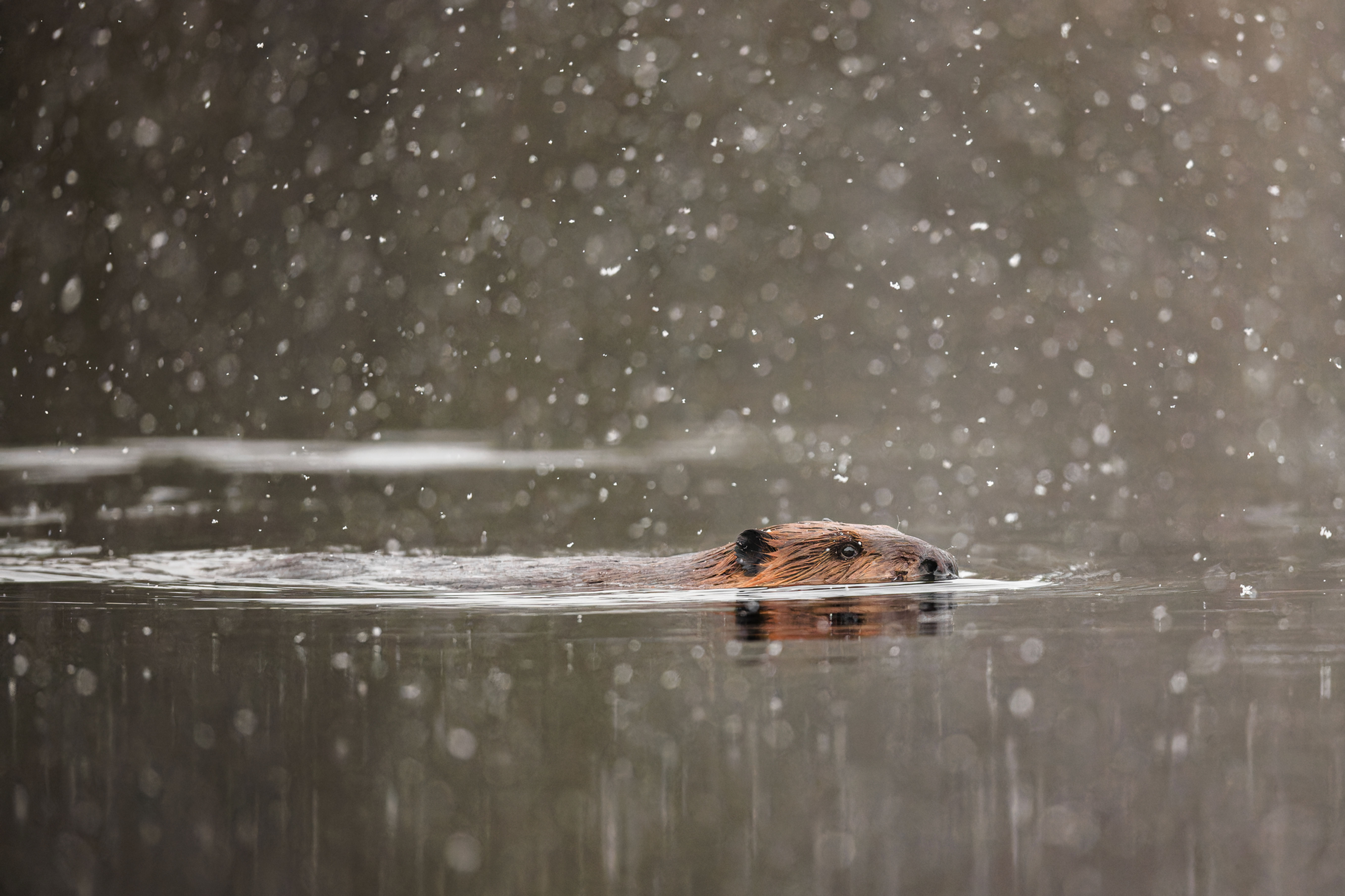 Beaver Swimming in a Snowstorm