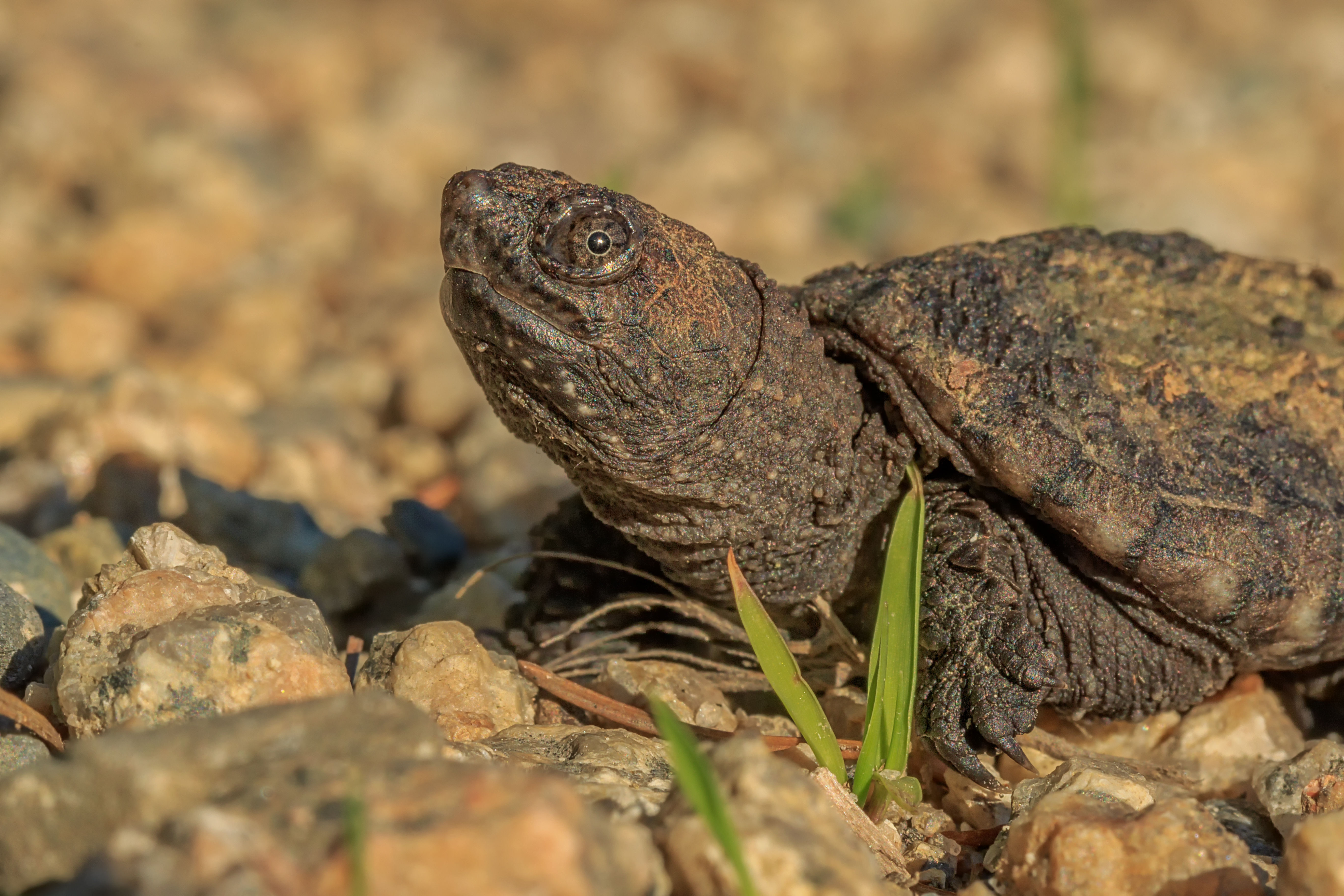 Baby Snapping Turtle Portrait