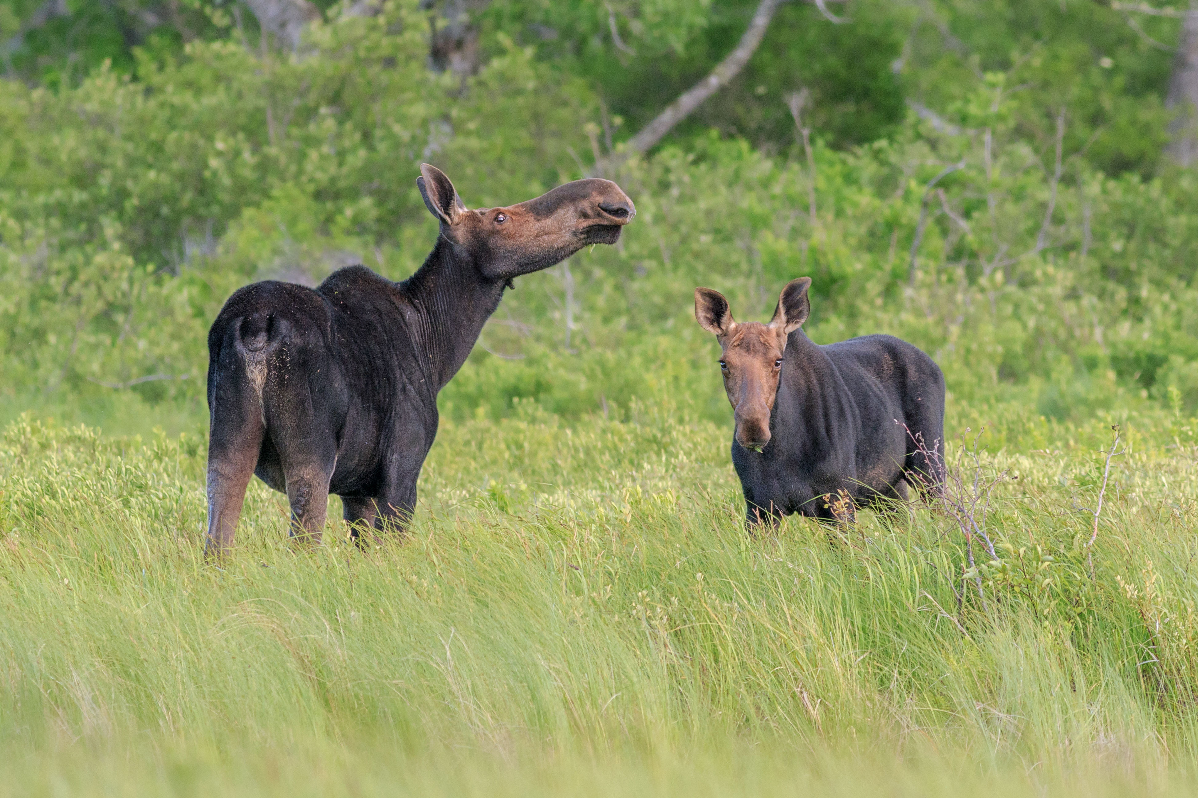 Cow Moose and Calf in Grass
