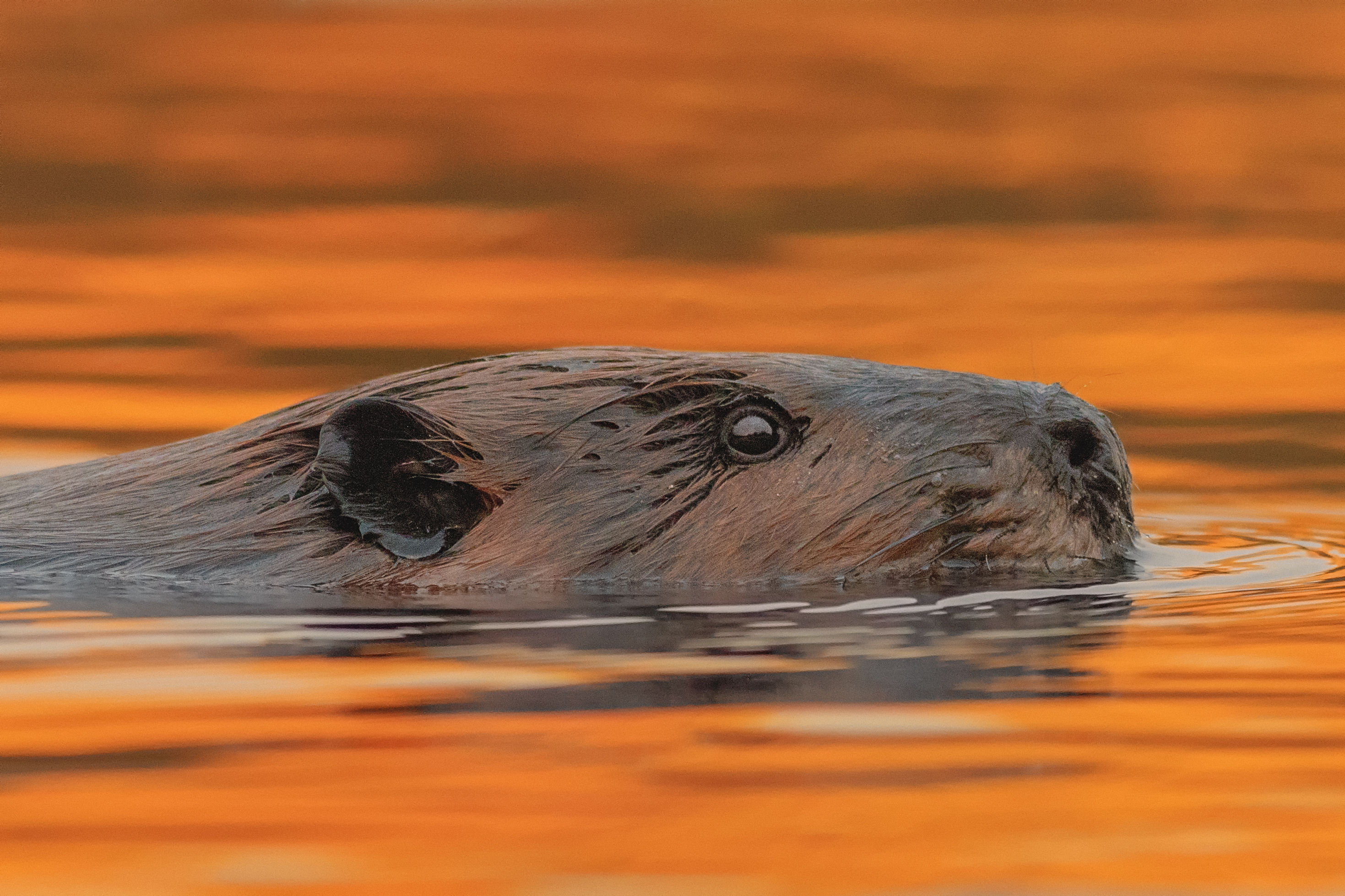 Beaver at Sunset