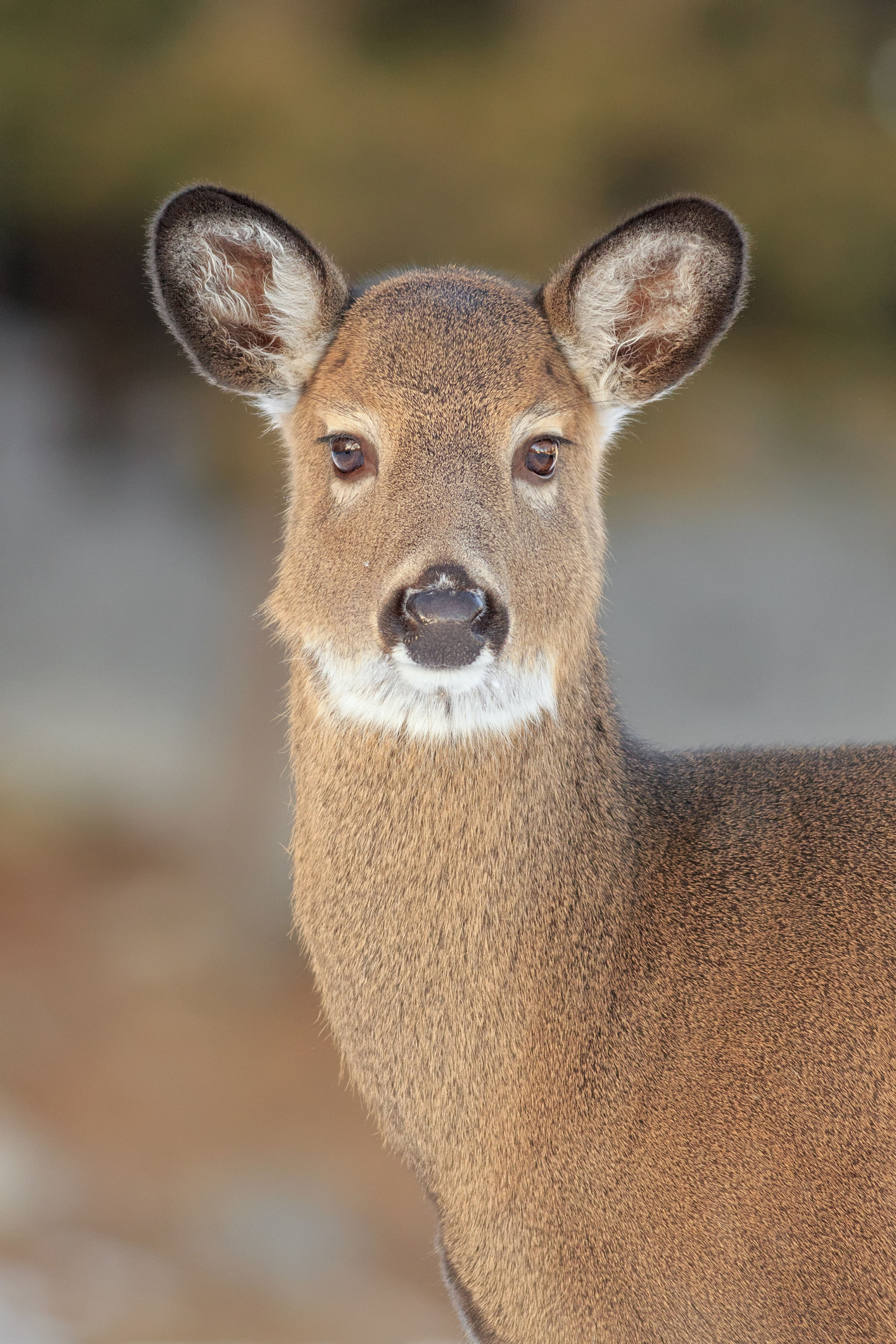 Young White-tailed Deer Close-up