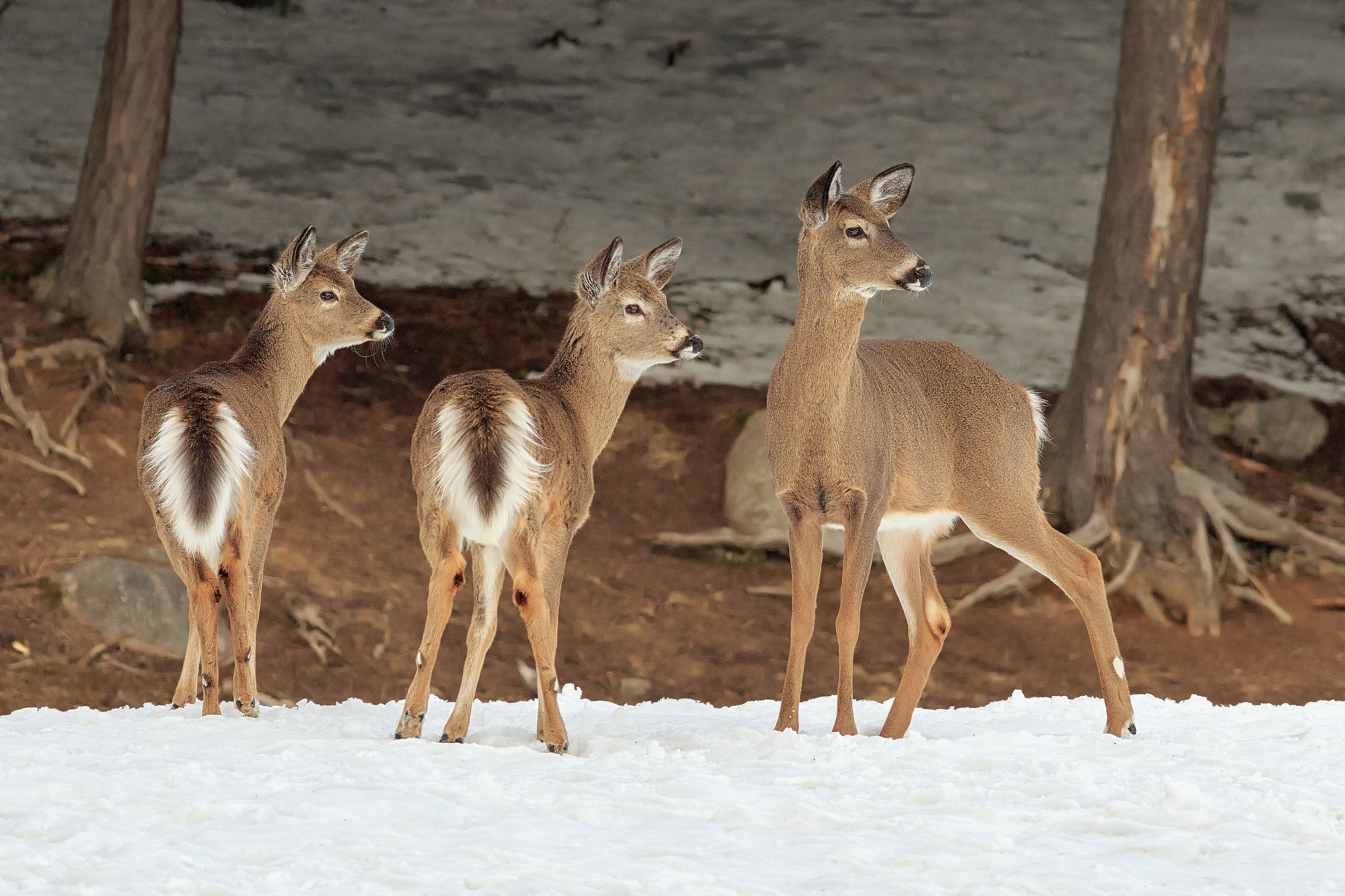 Three Alert Deer