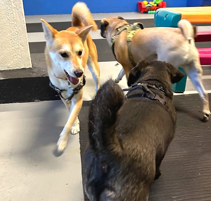 Dogs playing at dog daycare Unleashed K9 Social Club