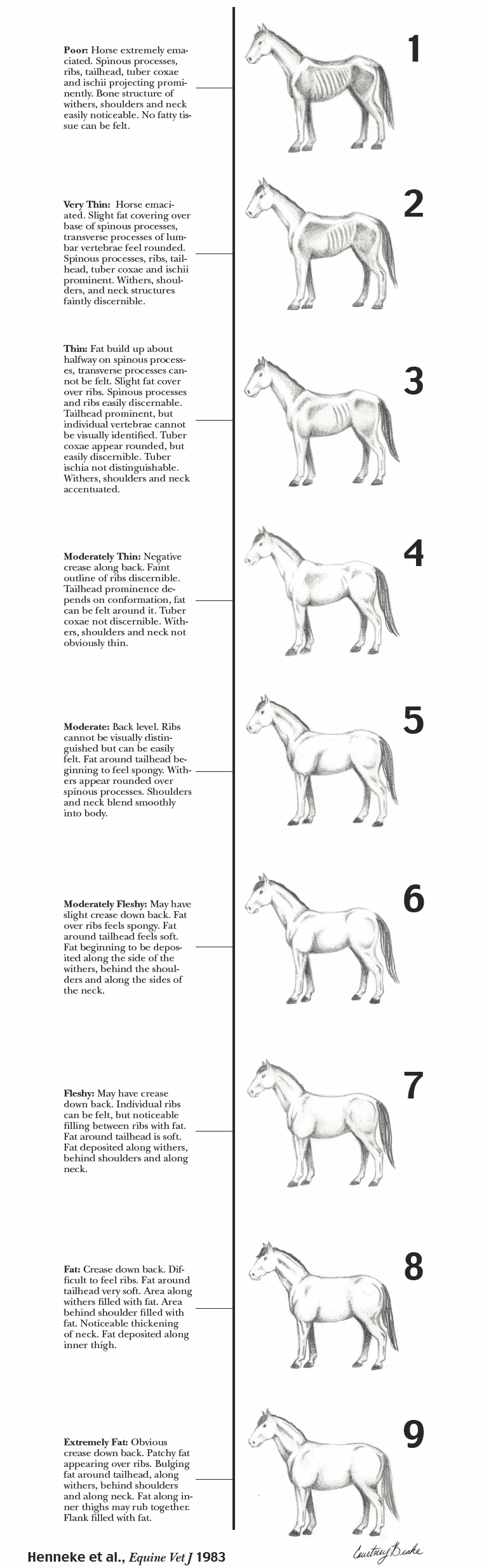 Condition grading explained | Blog | Golden Horse Feeds