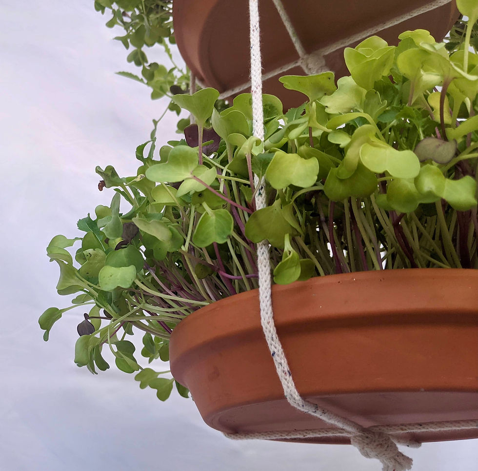 Thumbnail: Tiered tray hanger