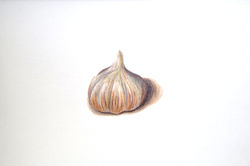 gouse_d'ail_(gris_colorés)
