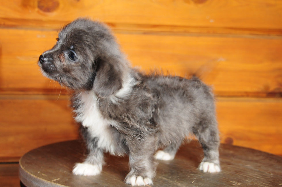 Thumbnail: Longhair Chiweenie Female Puppy 