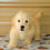 Thumbnail: Maltipoo Male Puppy 