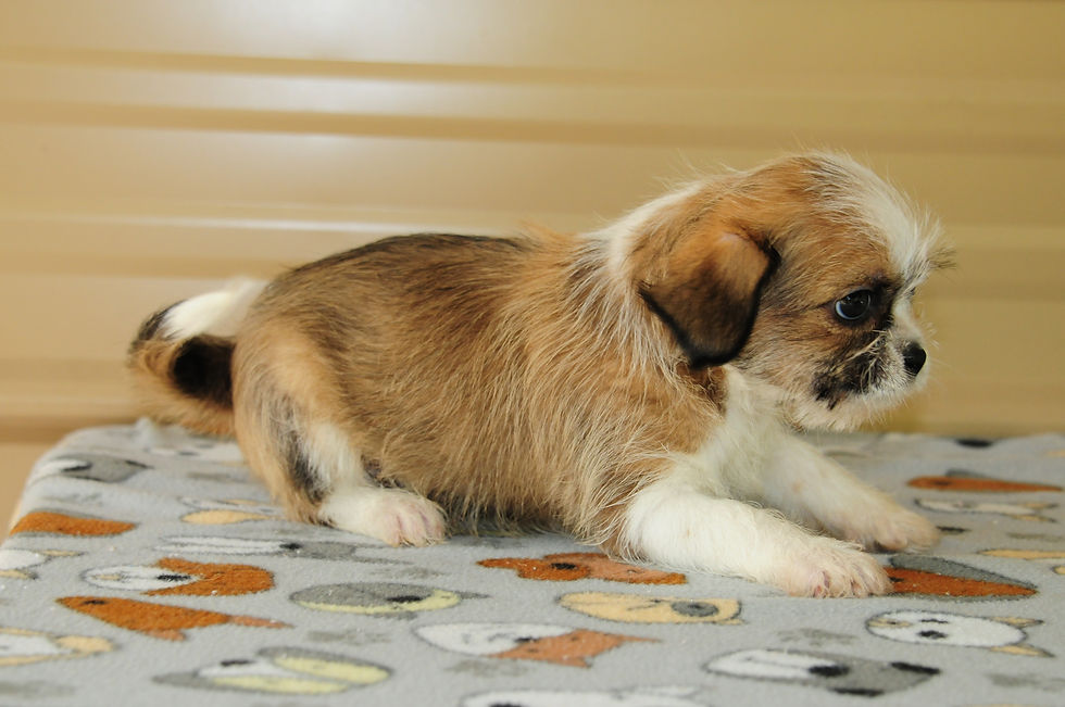 Thumbnail: Shih Tzu/Dachshund Mix Male Puppy 