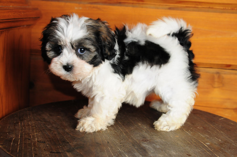 Thumbnail: Shihpoo Female Puppy 