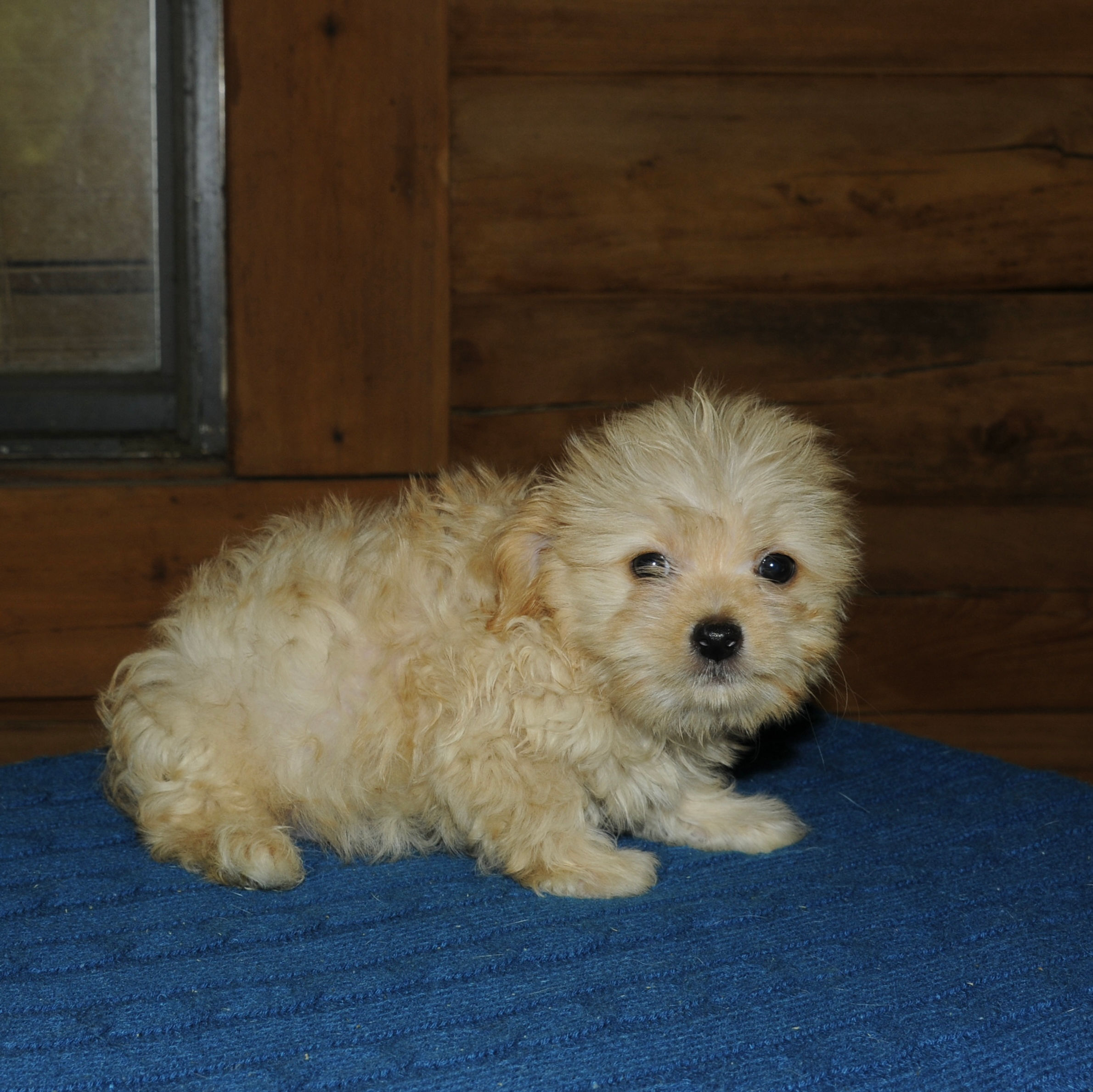 Maltipoo Male Puppy