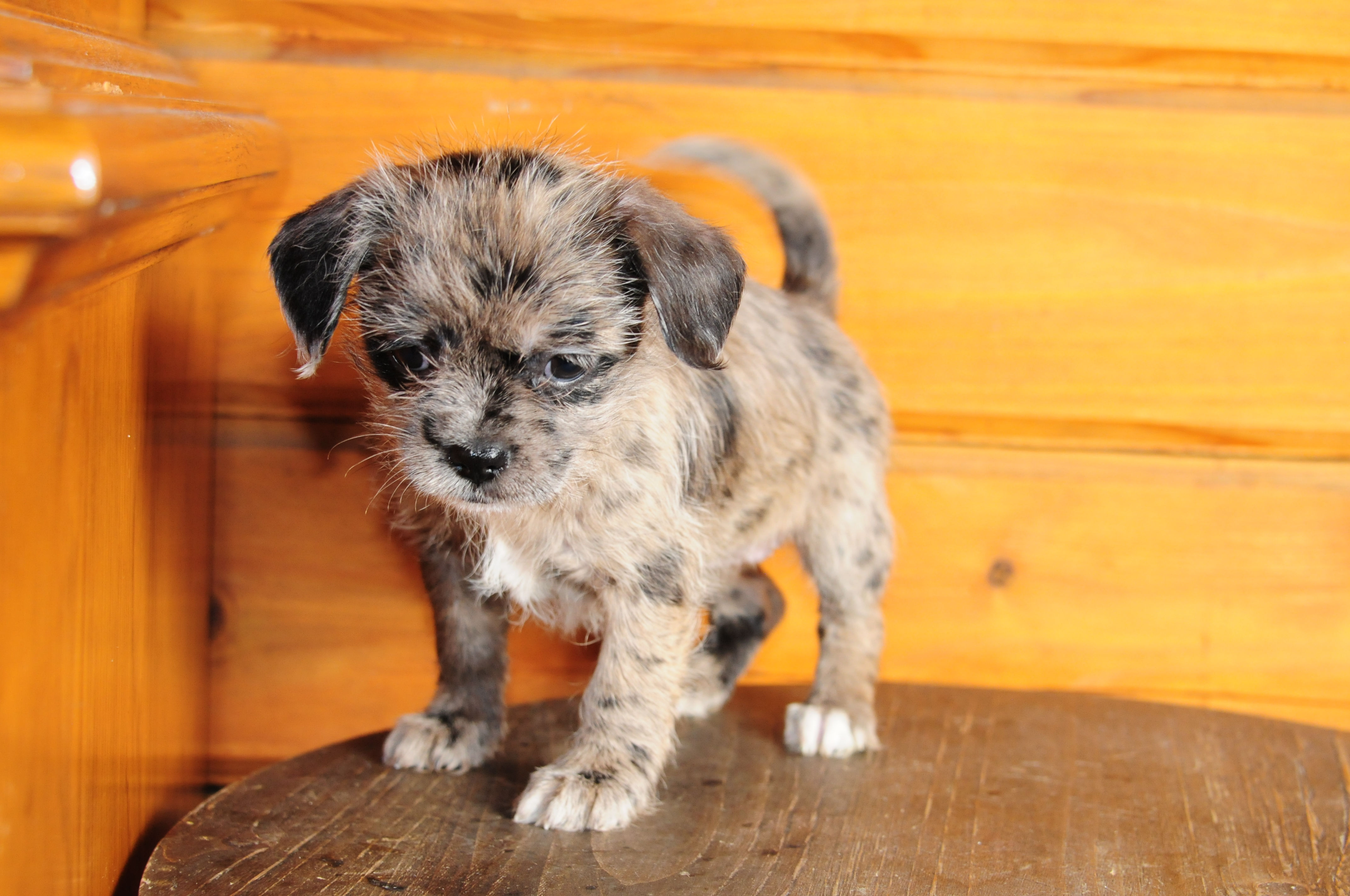 Shih Tzu Chihuahua Mix Female Puppy 