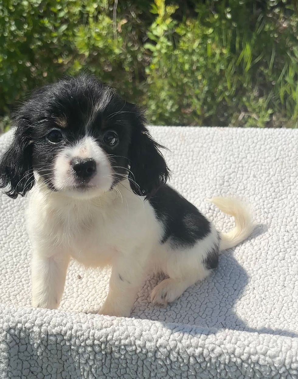 Thumbnail: Chiweenie Female Puppy