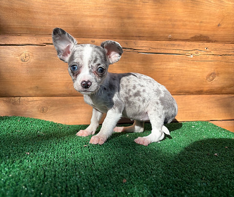 Chiweenie Female Puppy