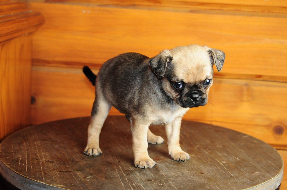 Thumbnail: Pug Male Puppy 