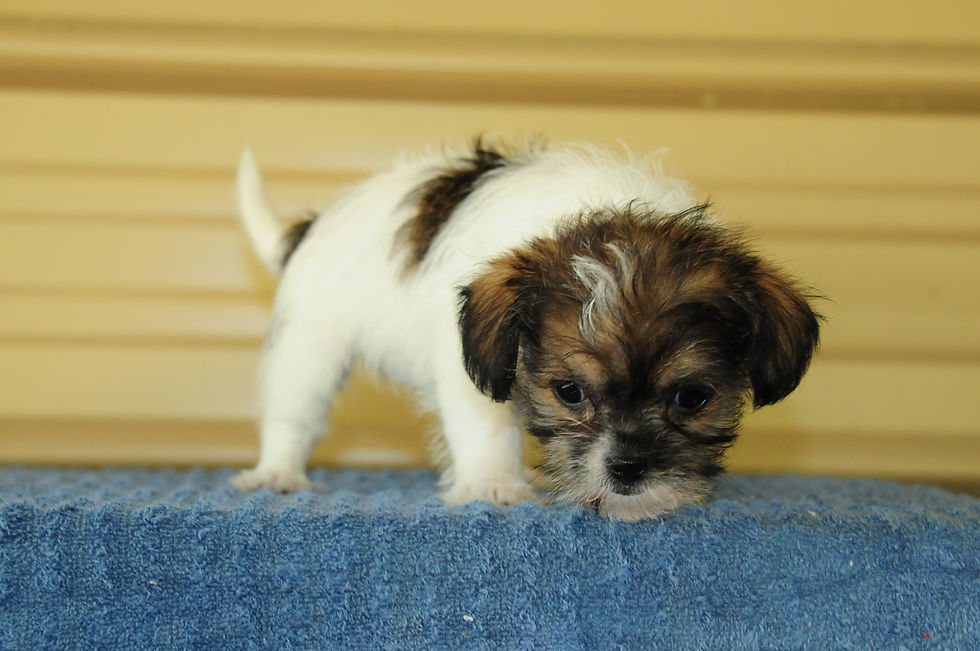 Thumbnail: Morkie Female Puppy 