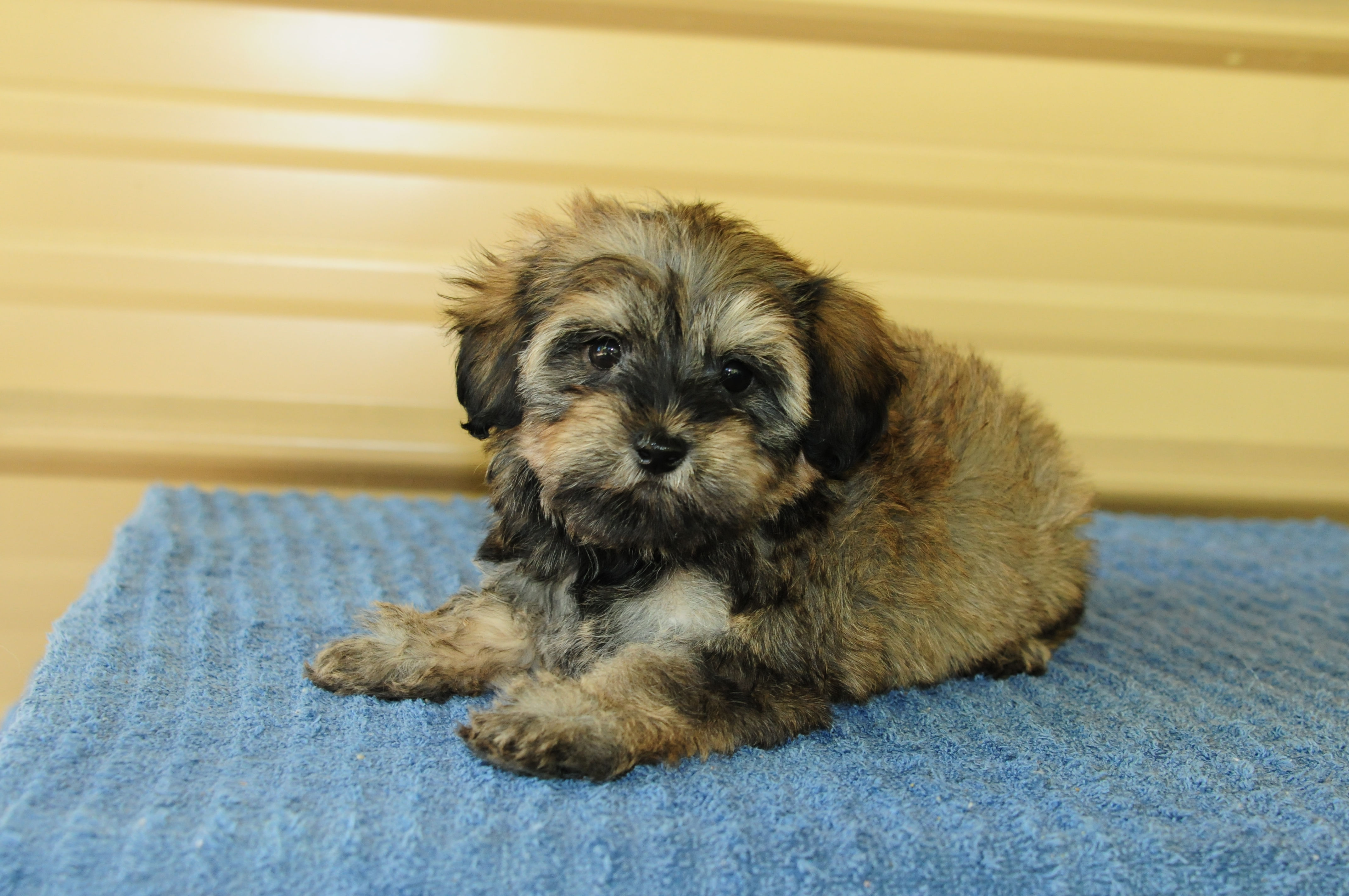 Morkie Female Puppy 