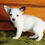 Thumbnail: Chihuahua Male Puppy