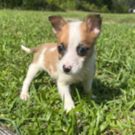 JackChi Male Puppy 