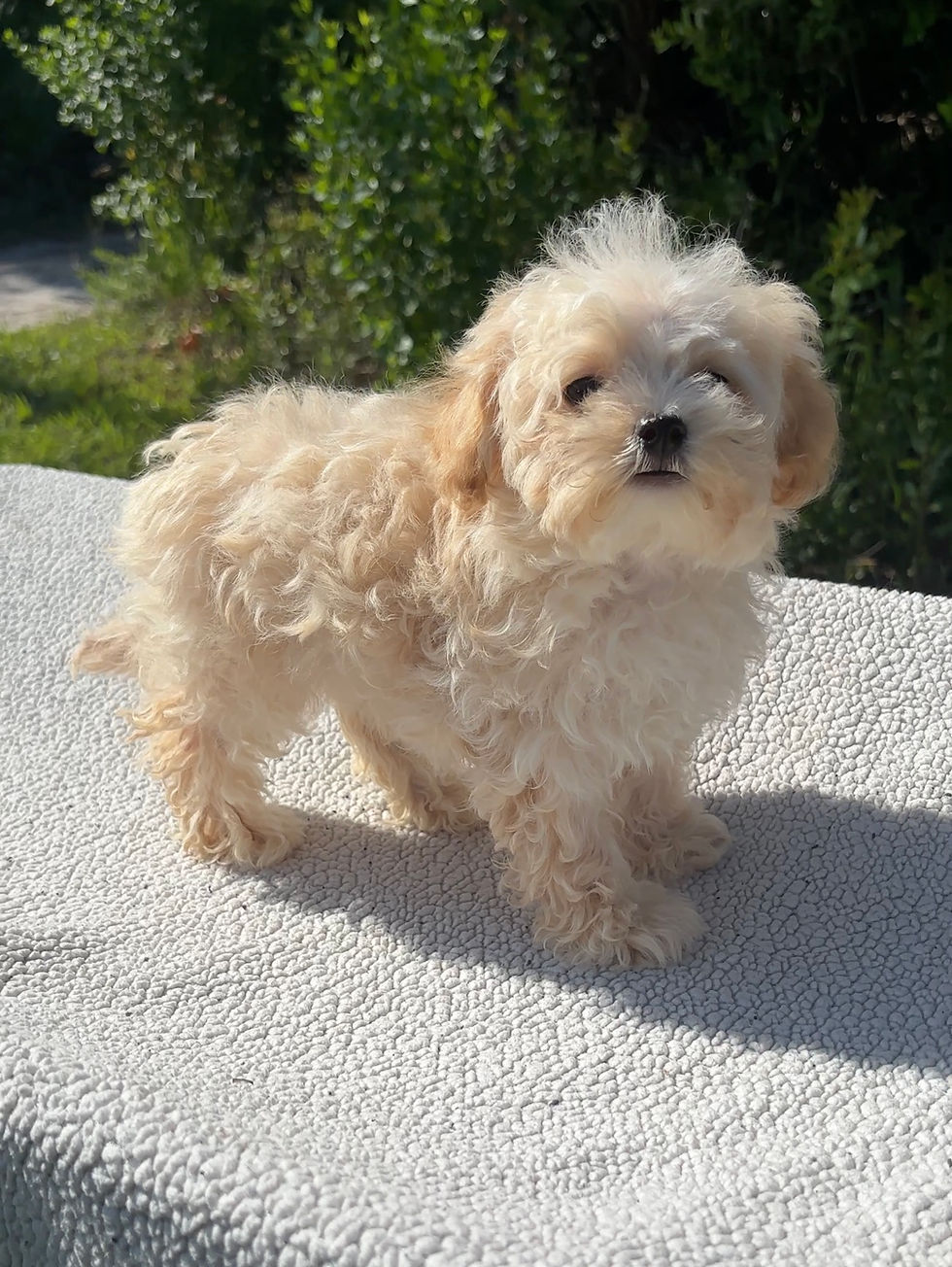 Thumbnail: Maltipoo Female Puppy 