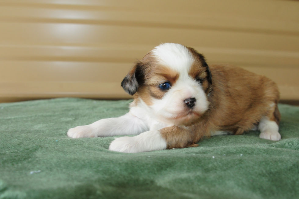 Thumbnail: ShiChi Female Puppy 