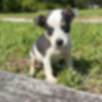 Thumbnail: JackChi Male Puppy 