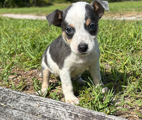 JackChi Male Puppy