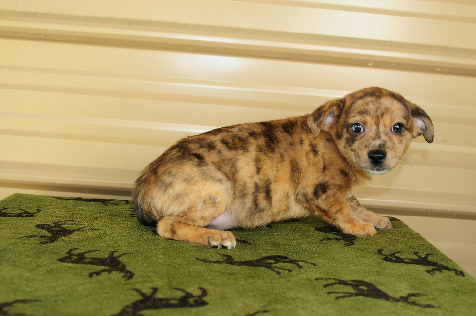 Thumbnail: Chiweenie Male Puppy 