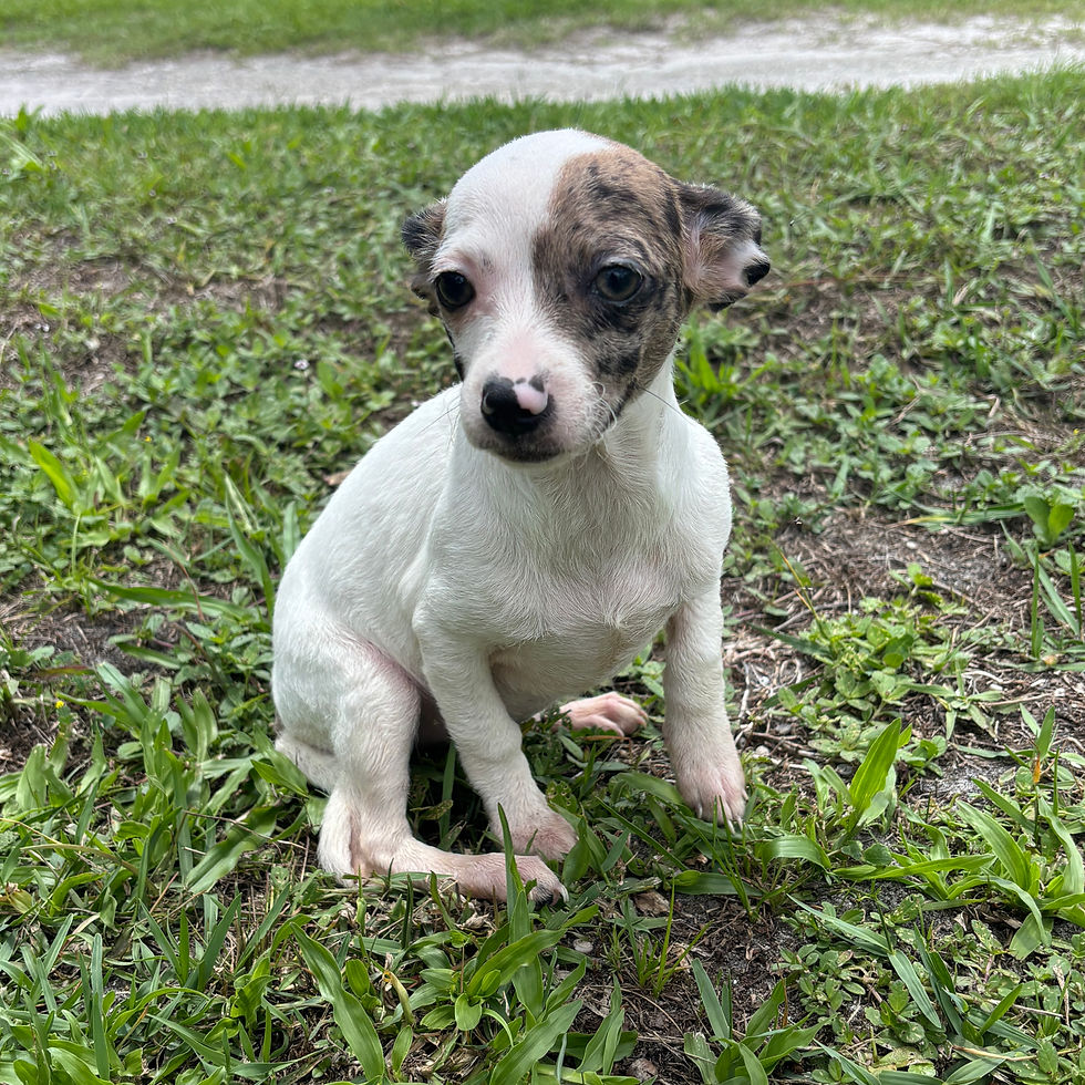 Thumbnail: Chiweenie Female Puppy