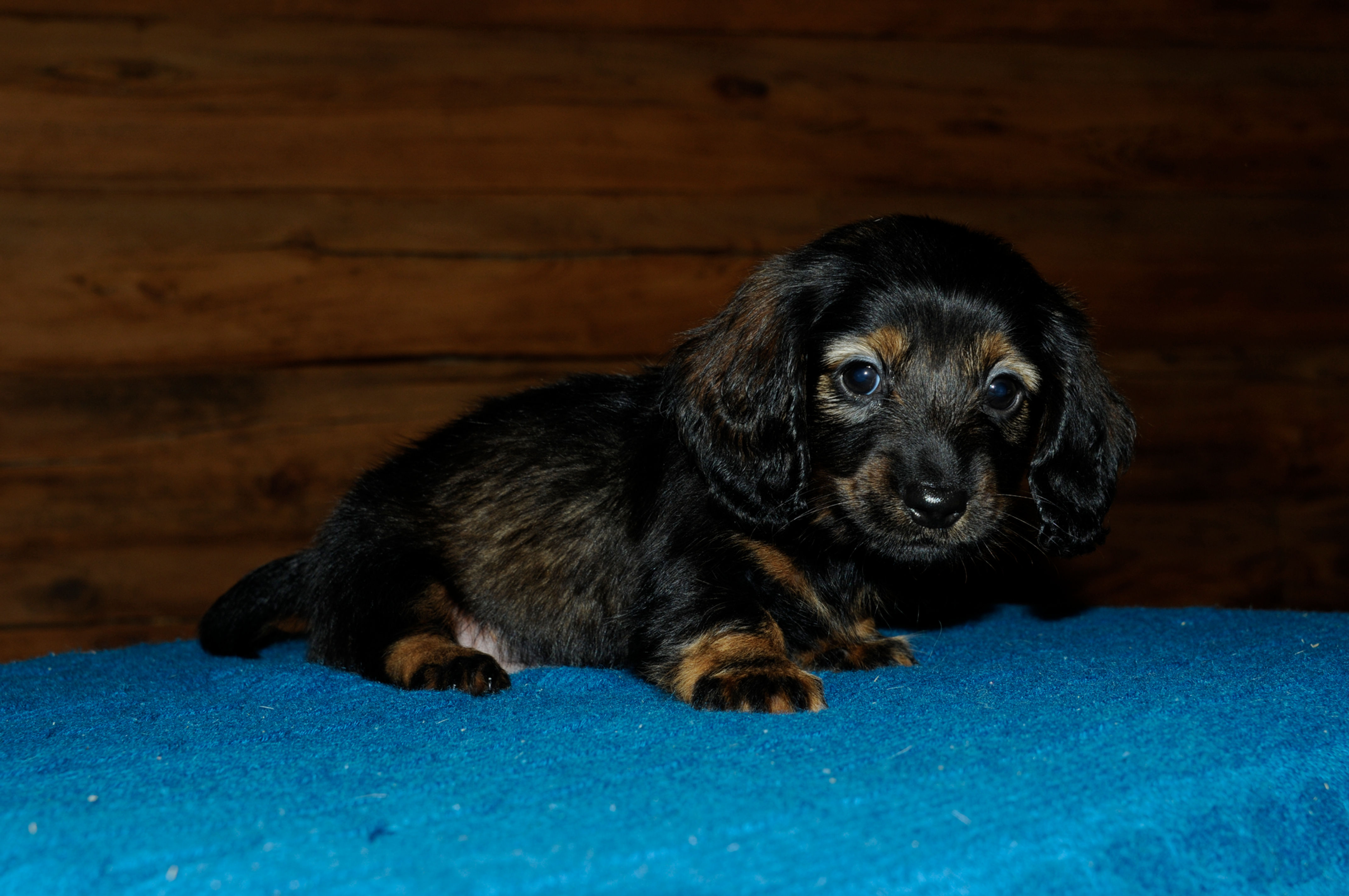 Longhair Miniature Dachshund Male Puppy