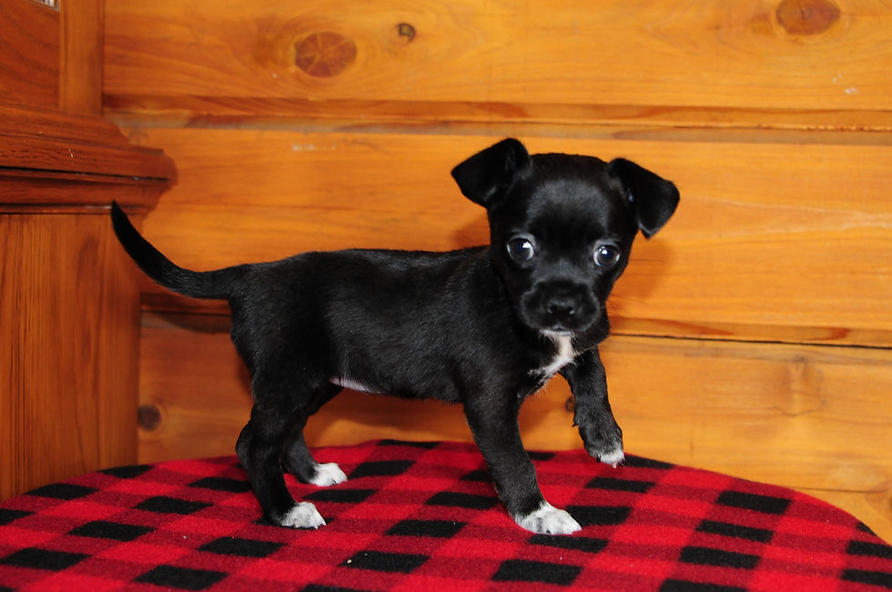 Thumbnail: Chiweenie Female Puppy 