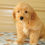 Thumbnail: Maltipoo Male Puppy 