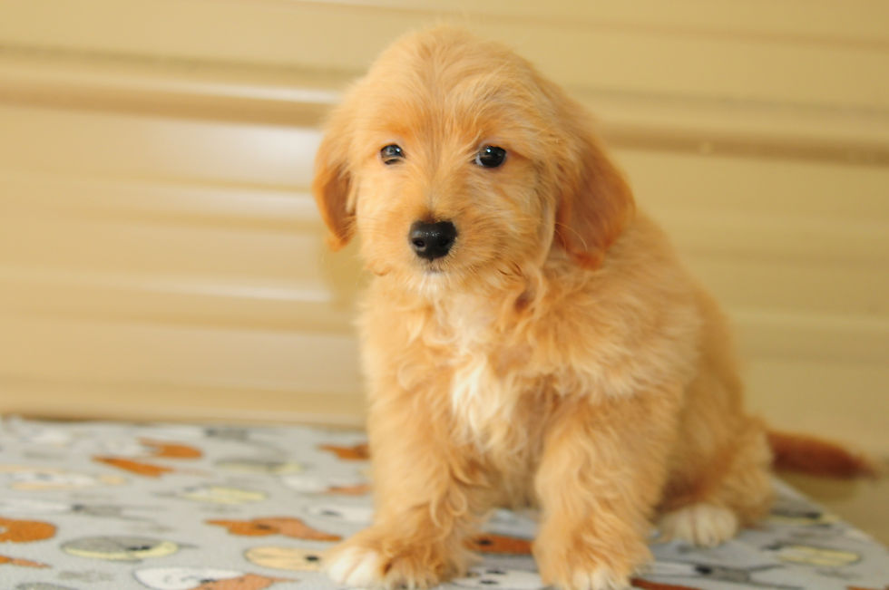 Thumbnail: Maltipoo Male Puppy 
