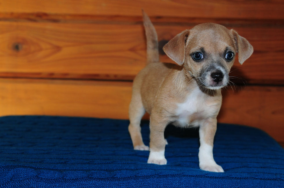 Thumbnail: Chiweenie Female Puppy 