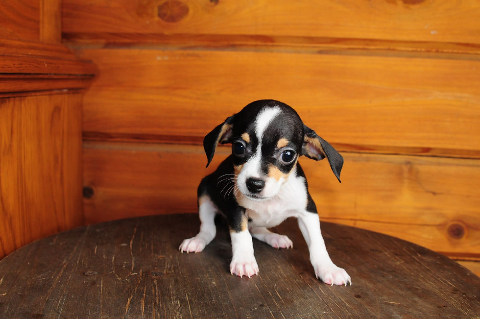 Thumbnail: Chiweenie Male Puppy 