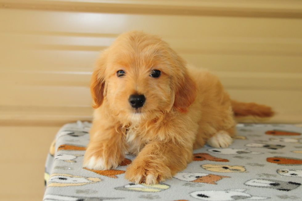 Thumbnail: Maltipoo Male Puppy 