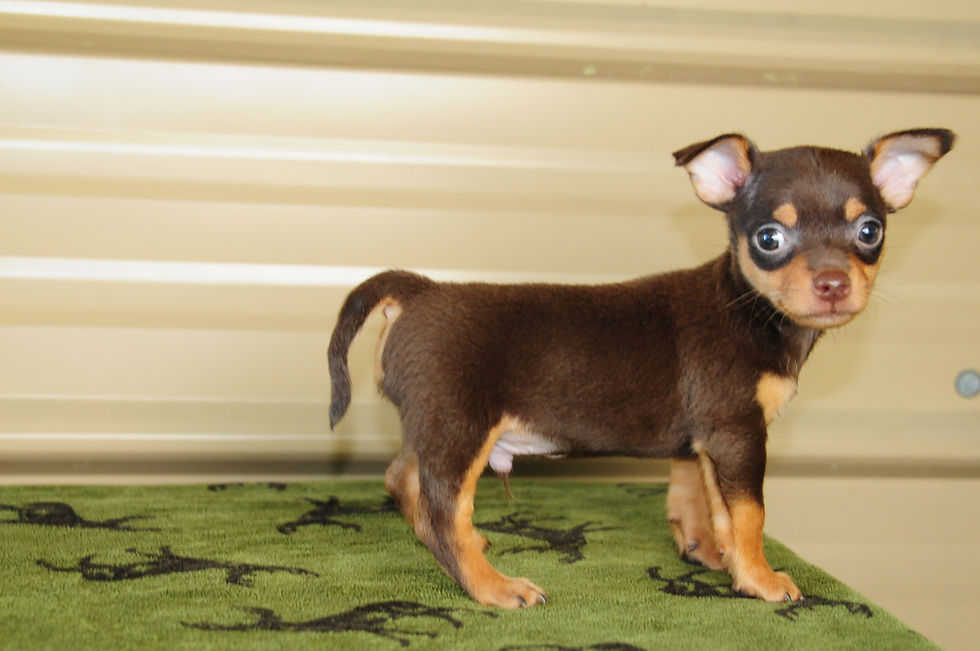 Thumbnail: Chihuahua Male Puppy