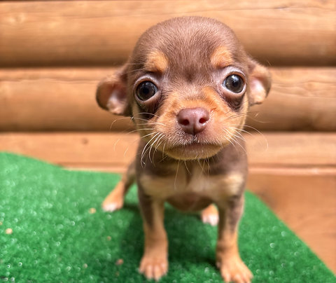 Chihuahua Female Puppy