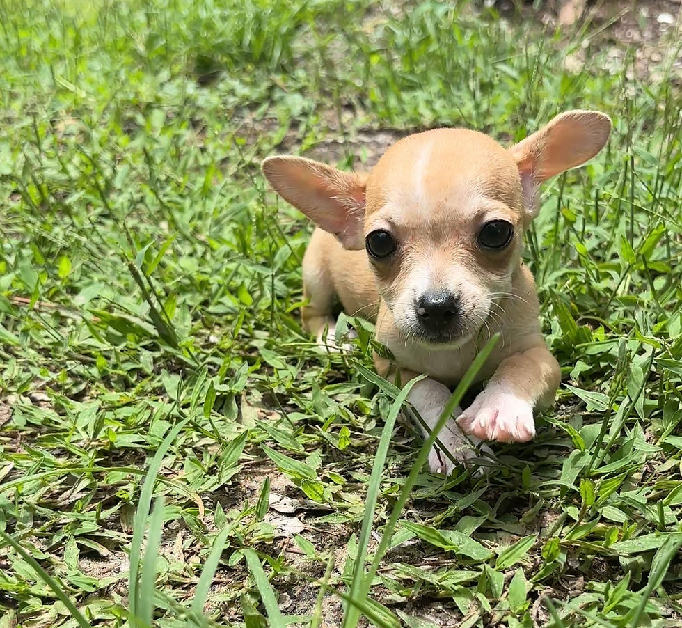 Thumbnail: Chihuahua Female Puppy 