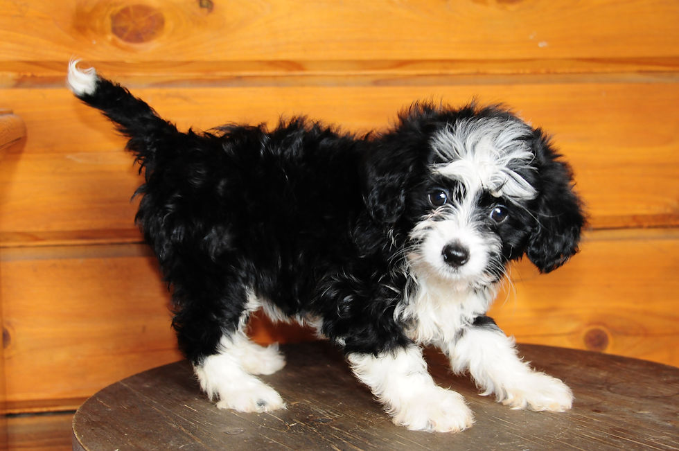 Thumbnail: Maltipoo Female Puppy 