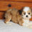 Thumbnail: ShiChi Female Puppy 