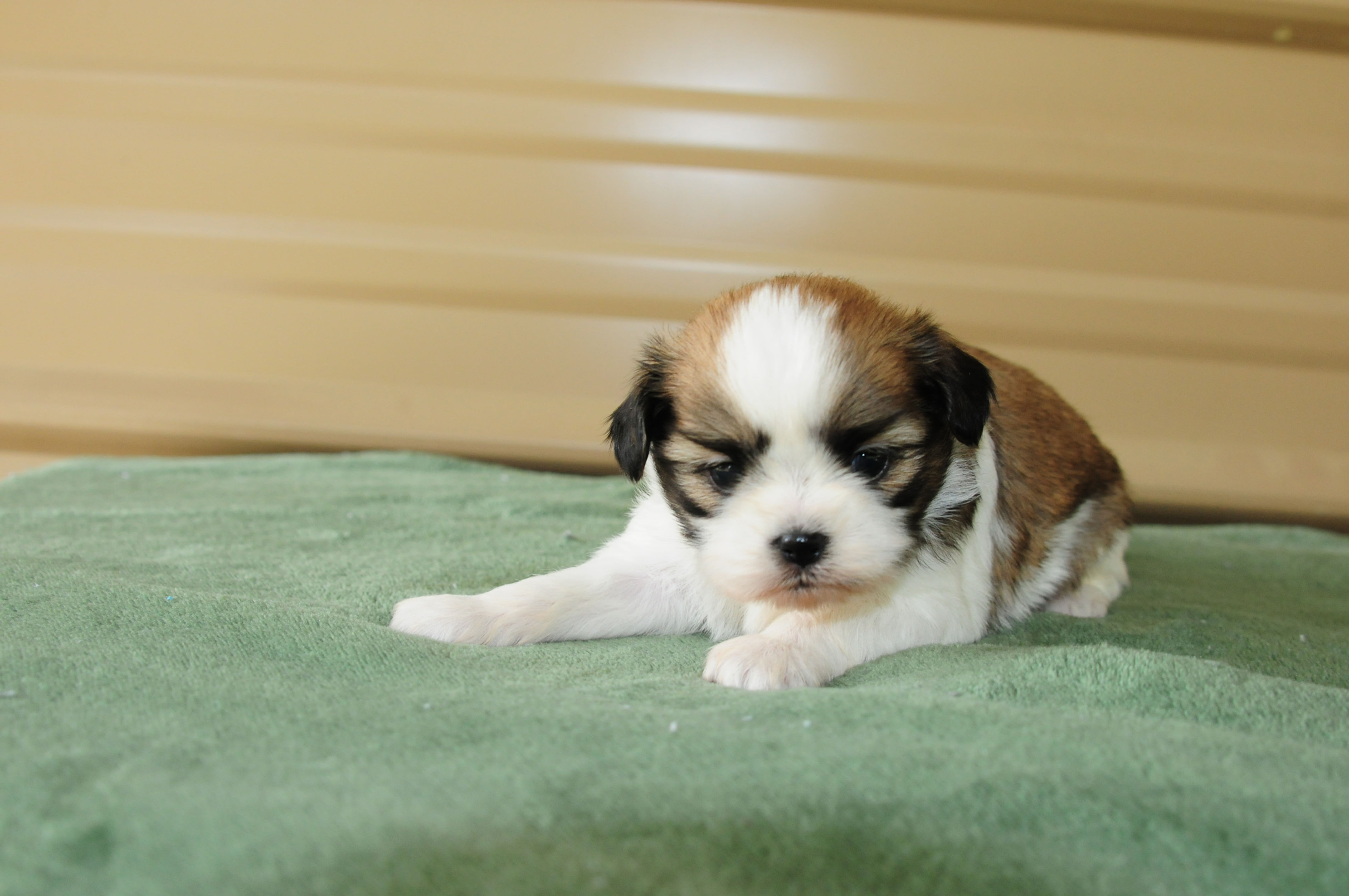 ShiChi Female Puppy 