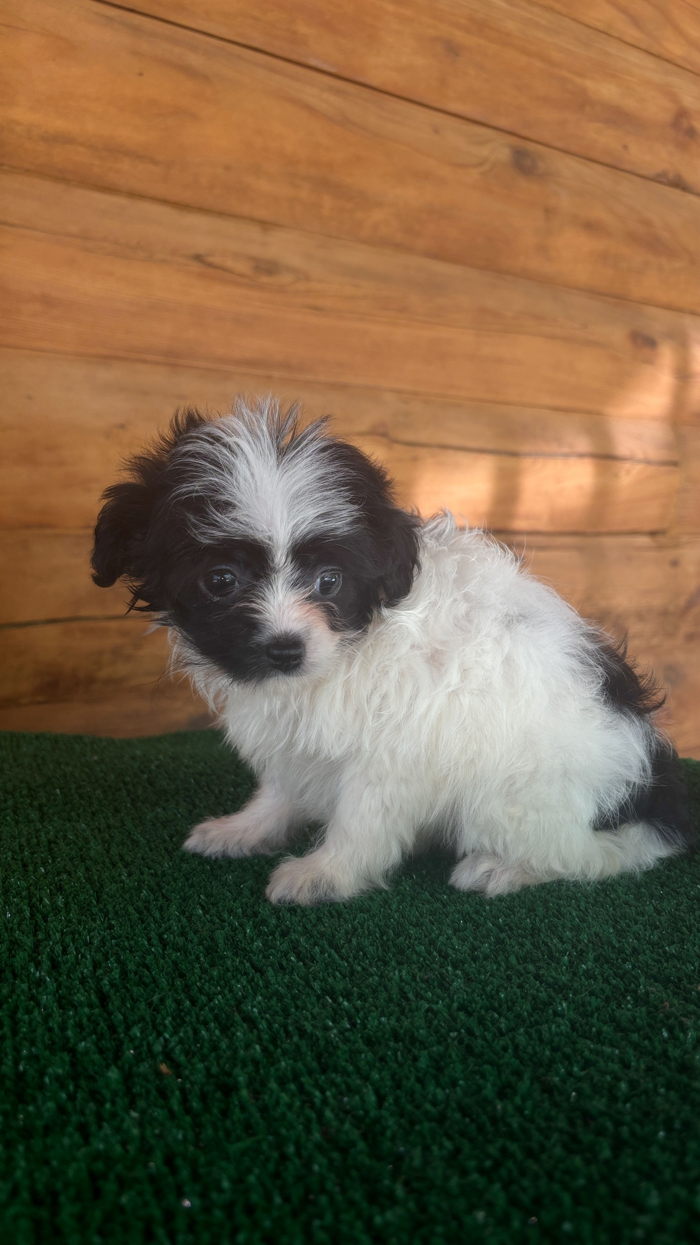 Yorkiepoo Female Puppy 