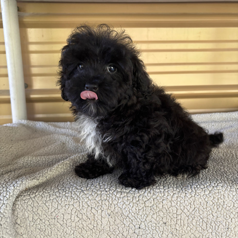 Thumbnail: Maltipoo Male Puppy 