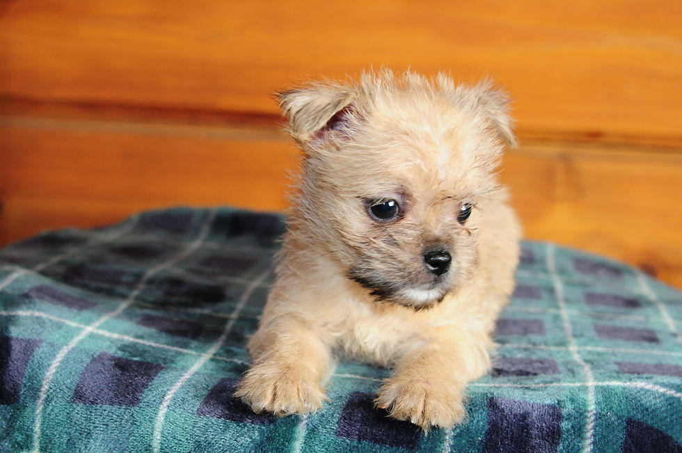 Thumbnail: Shih Tzu/Chihuahua Mix Male Puppy 