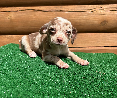 Chiweenie Female Puppy
